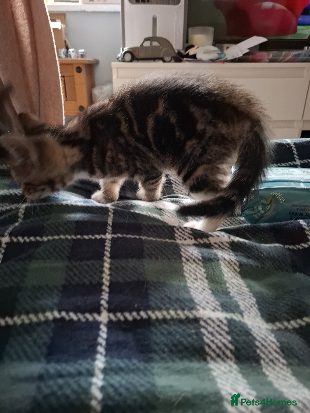Mixed Breed cats for sale: 8 week kittens - Image 12