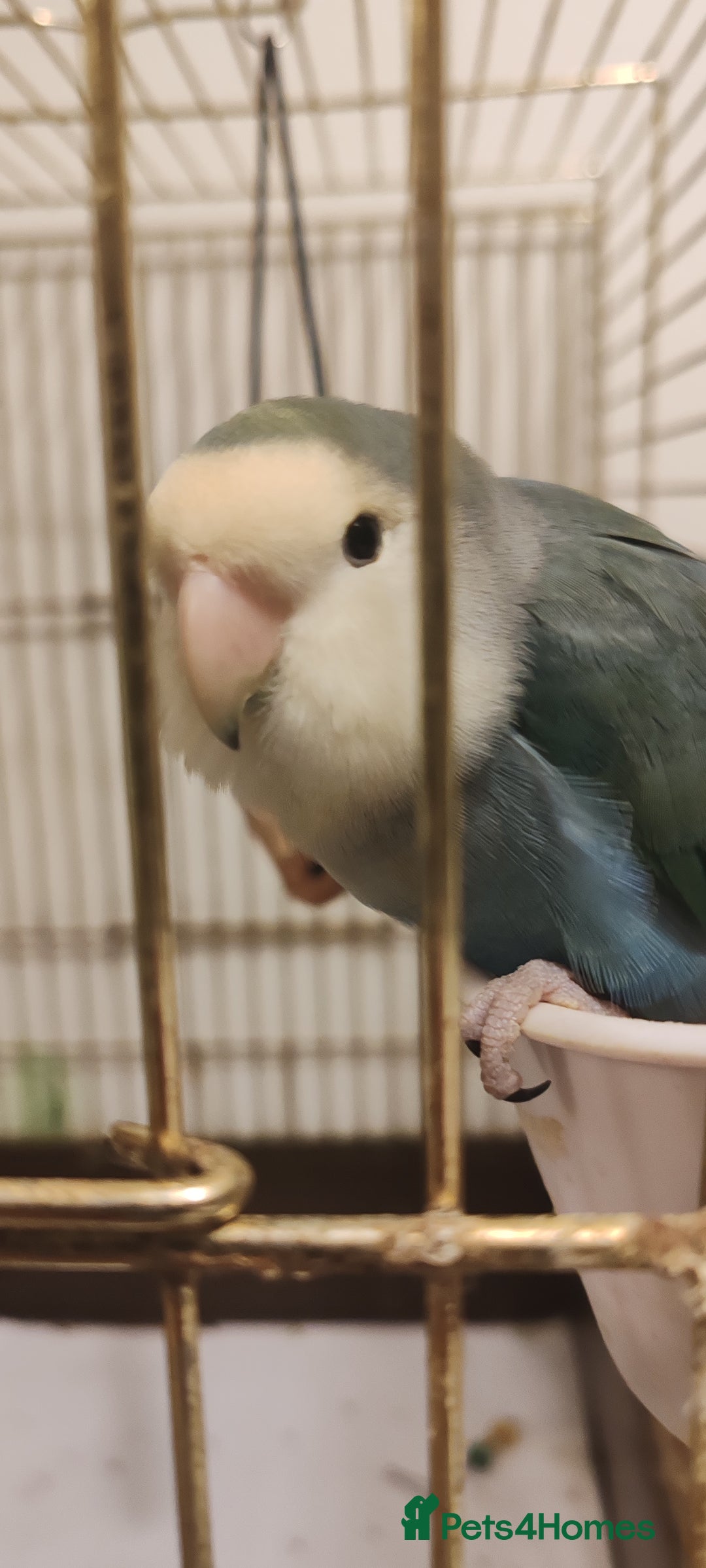 Lovebirds birds for sale: Semi Tamed Love Bird Needs New Home - Advert 3