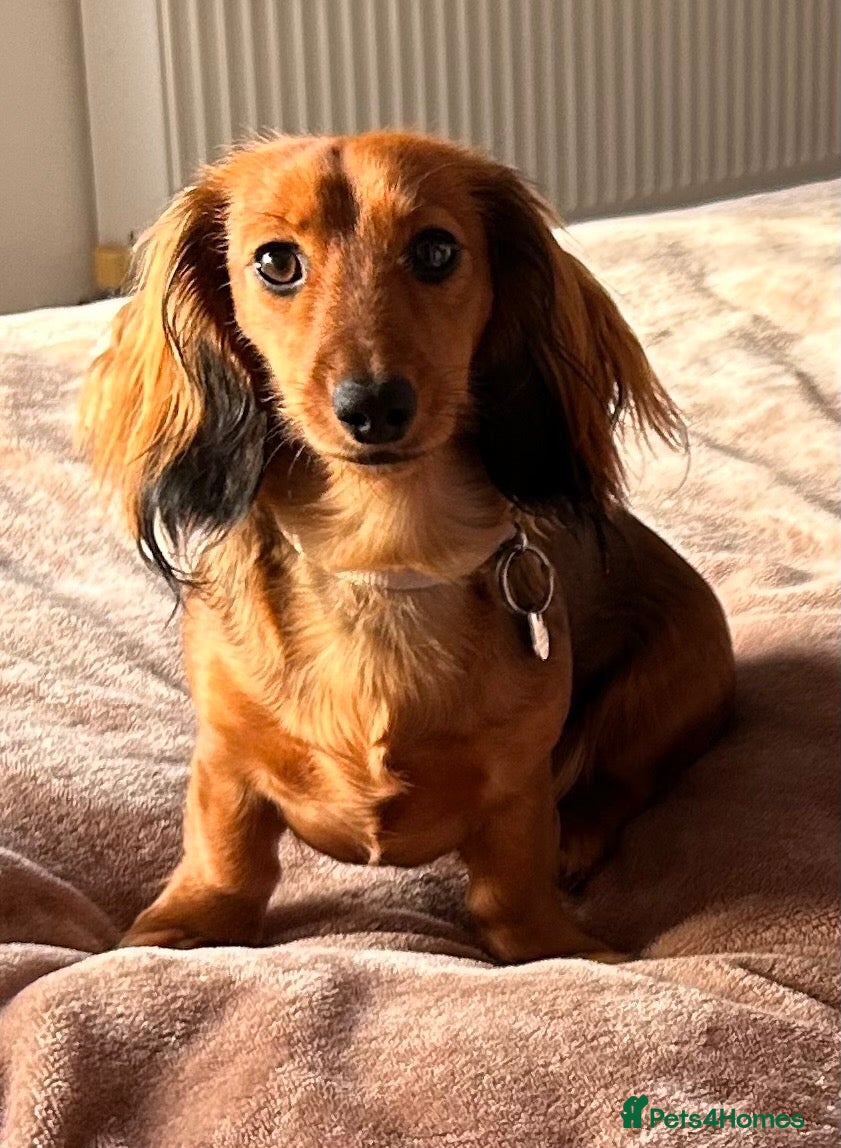 Miniature Dachshund dogs Puppies for  **   **  🐾 QUEENIE IS EXPECTING🐾 - Advert 3