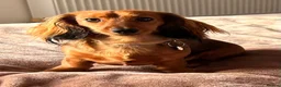 Miniature Dachshund dogs for sale: Puppies for  **   **  🐾 QUEENIE IS EXPECTING🐾 in Boston - Advert 1