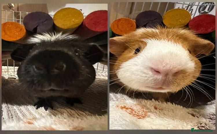 Guinea Pig rodents - Advert 5