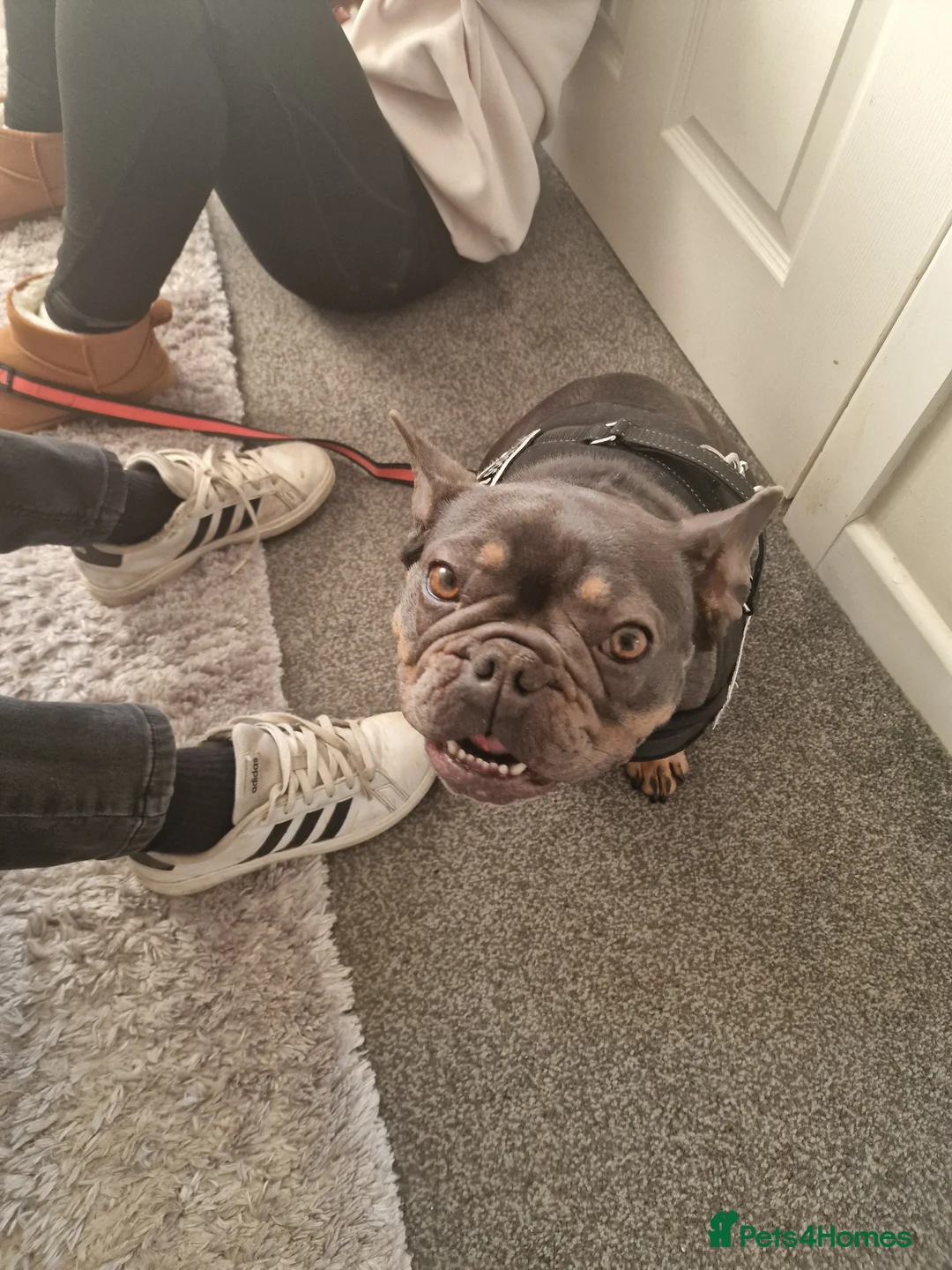 French Bulldog dogs for sale: Blue & Tan french bulldog - Advert 2