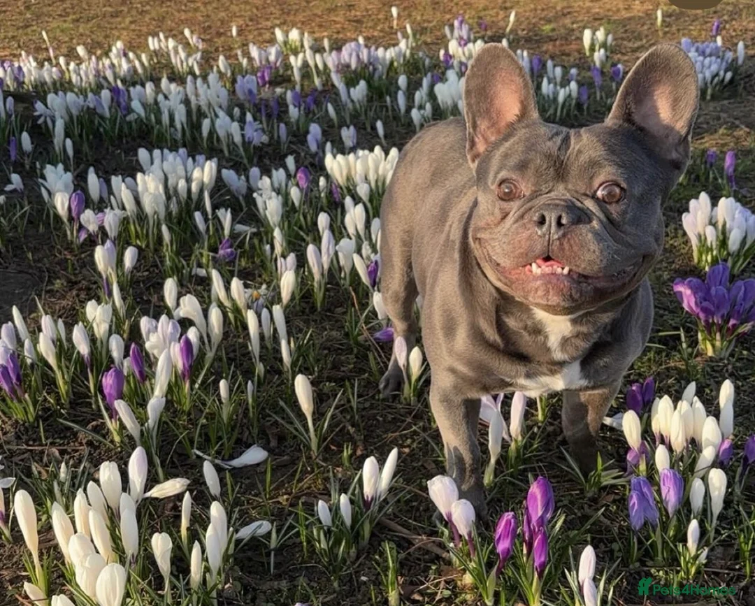 French Bulldog dogs for stud: French bulldog for stud - Advert 4