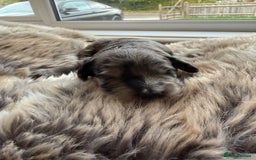 Cockapoo dogs for sale: Merle F1B Cockapoo Puppies - Image 6