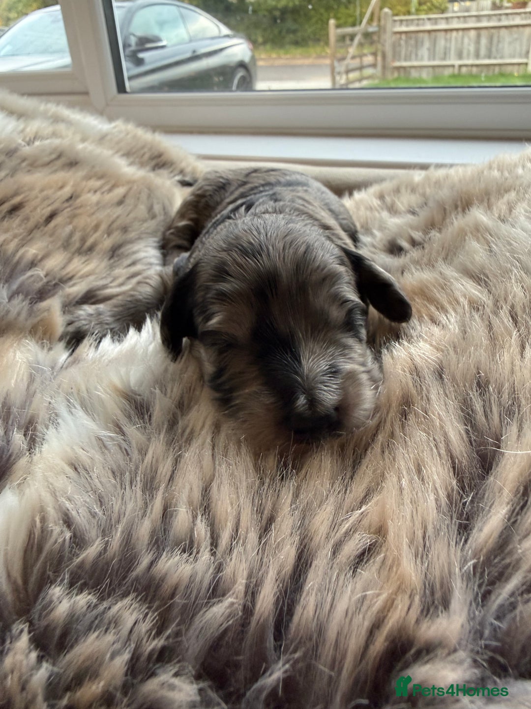 Cockapoo dogs for sale: Merle F1B Cockapoo Puppies - Image 6