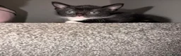 British Shorthair cats for sale: Kittens for sale. - Advert 9