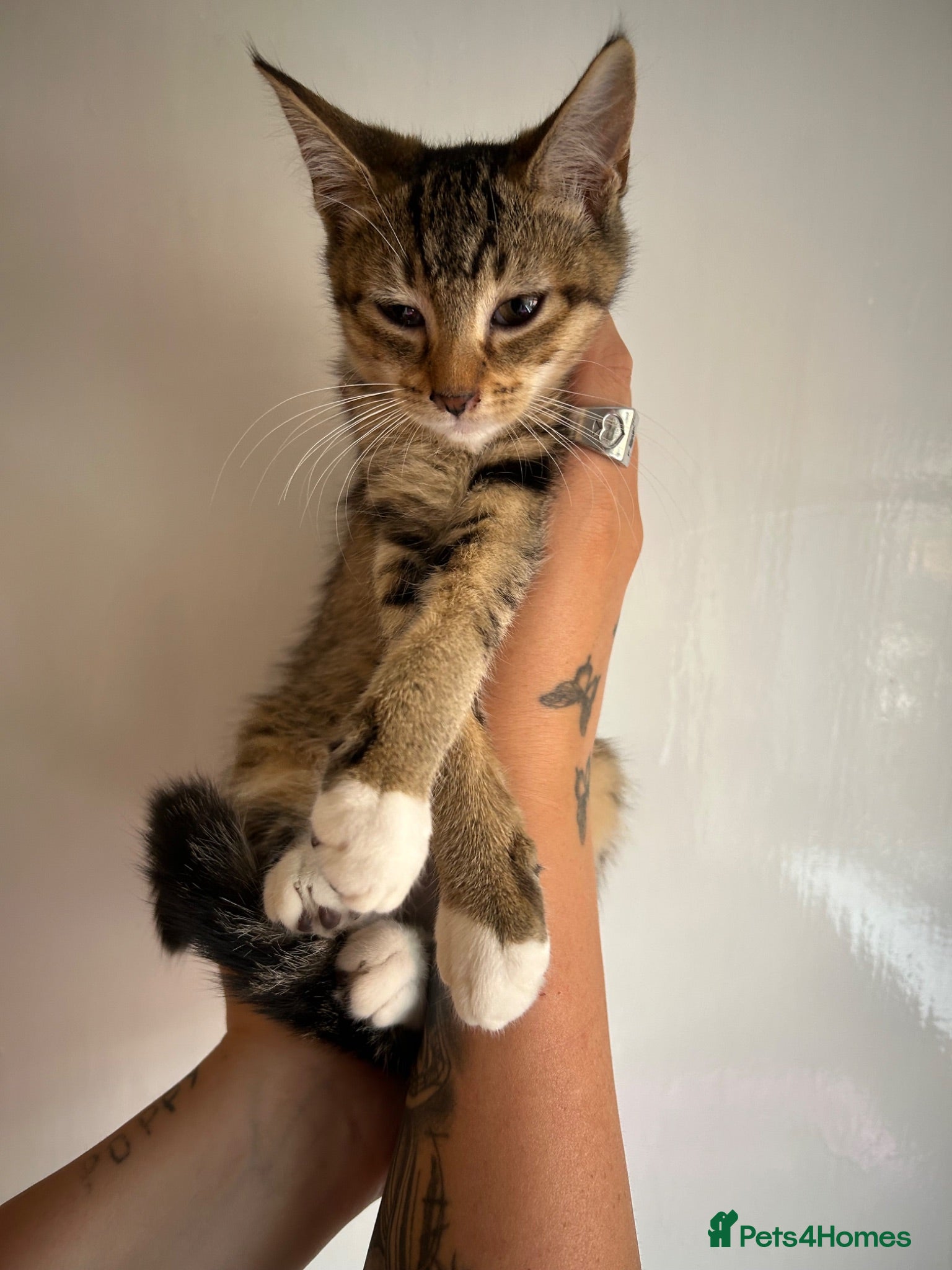 Mixed Breed cats 🚨KITTENS URGENTLY NEEDING HOMES!!!🚨REDUCED - Advert 1