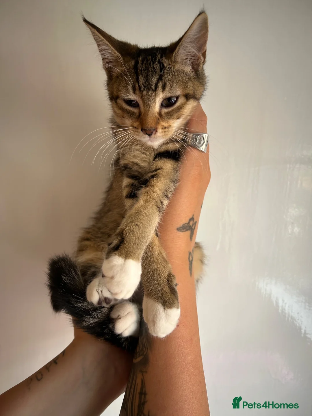 Mixed Breed cats for sale: 🚨KITTENS URGENTLY NEEDING HOMES!!!🚨REDUCED - Advert 1