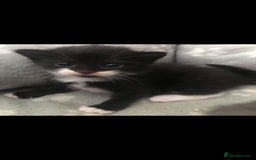 Domestic Shorthair cats for sale: 2 beautiful kittens for sale  - Image 4