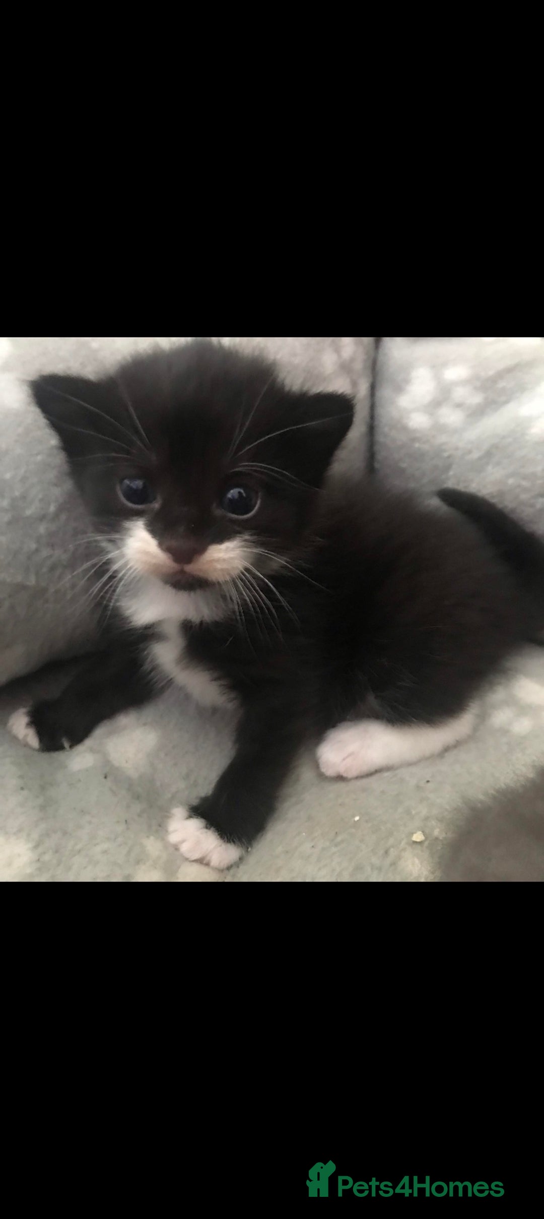 Domestic Shorthair cats for sale: 2 beautiful kittens for sale  - Image 4