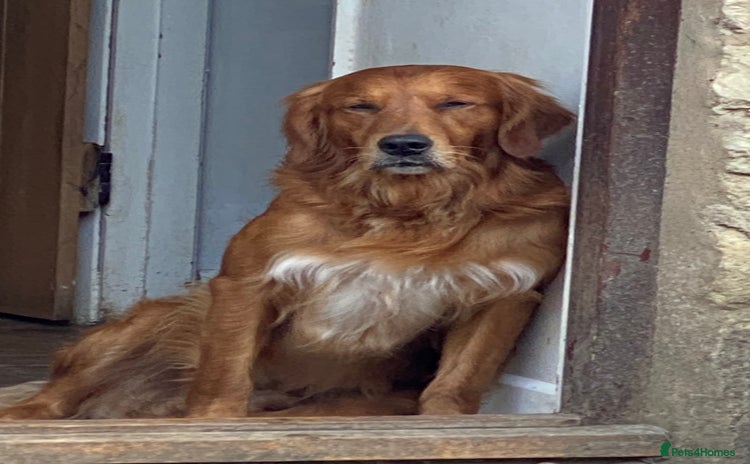 Golden Retriever dogs in Brackley - Advert 1