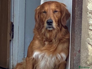 Golden Retriever dogs in Brackley - Advert 30