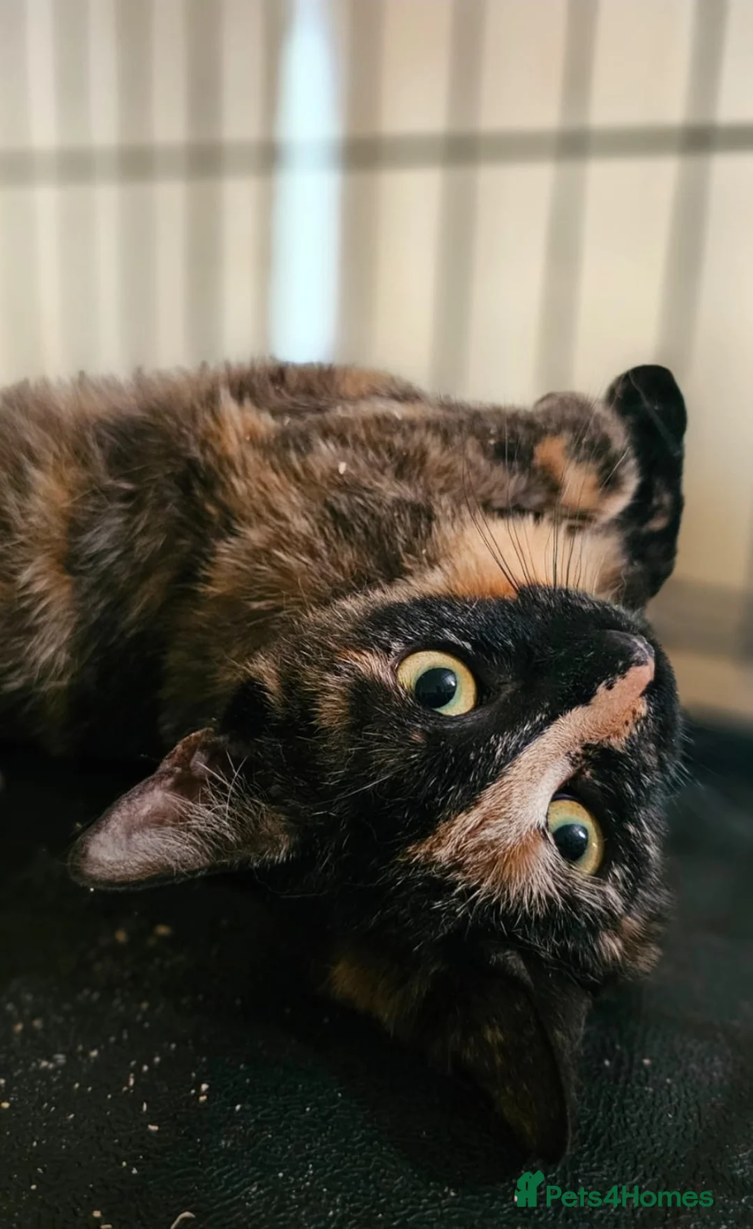 Mixed Breed cats for adoption: 6 mth Female Playful Loving And A Bit Naughty 😻 - Advert 2