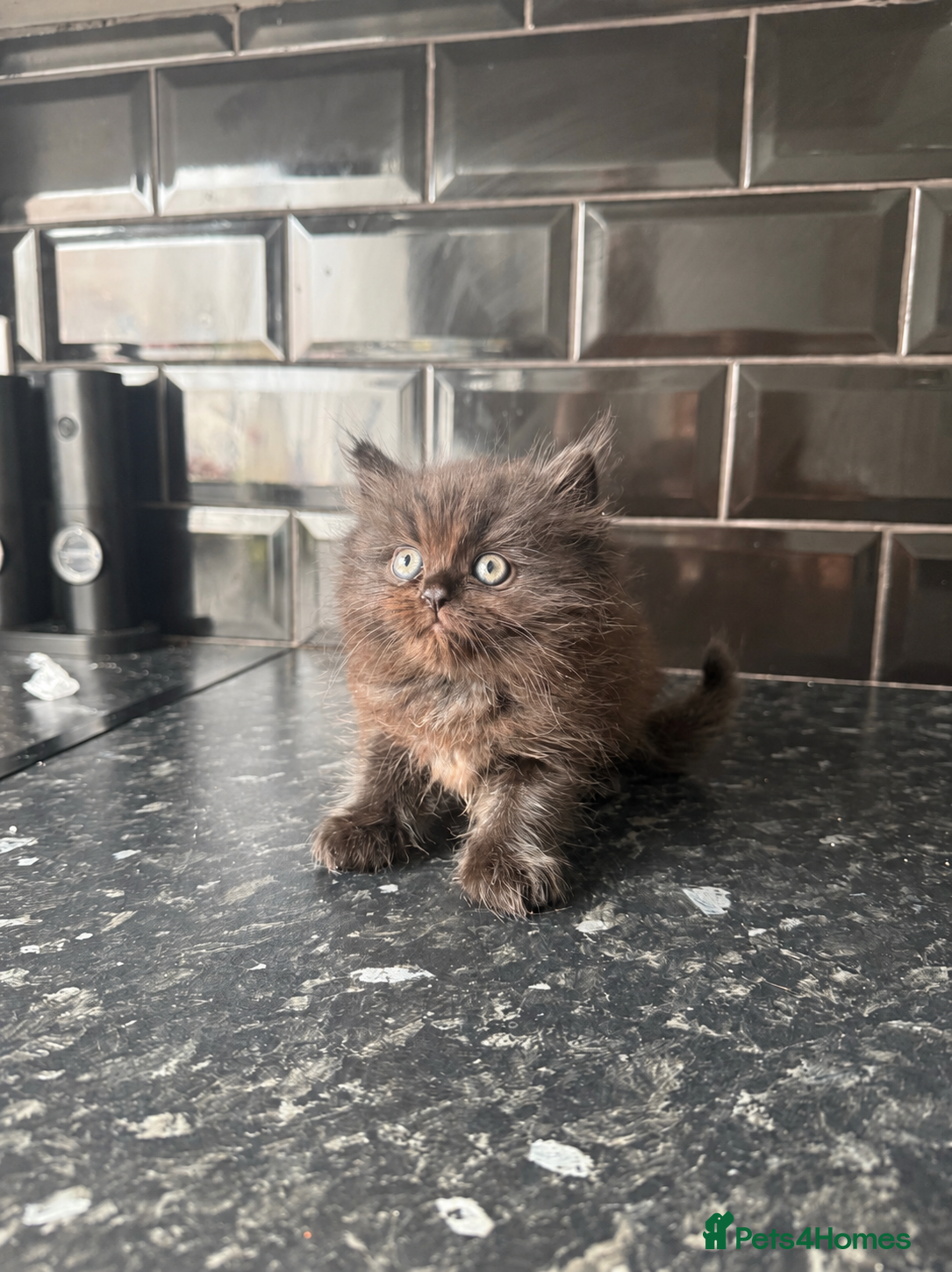 Perdoll cats FLUFFY PERSIAN/RAGDOLL KITTEN - Advert 3