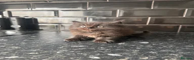 Perdoll Kitten 1