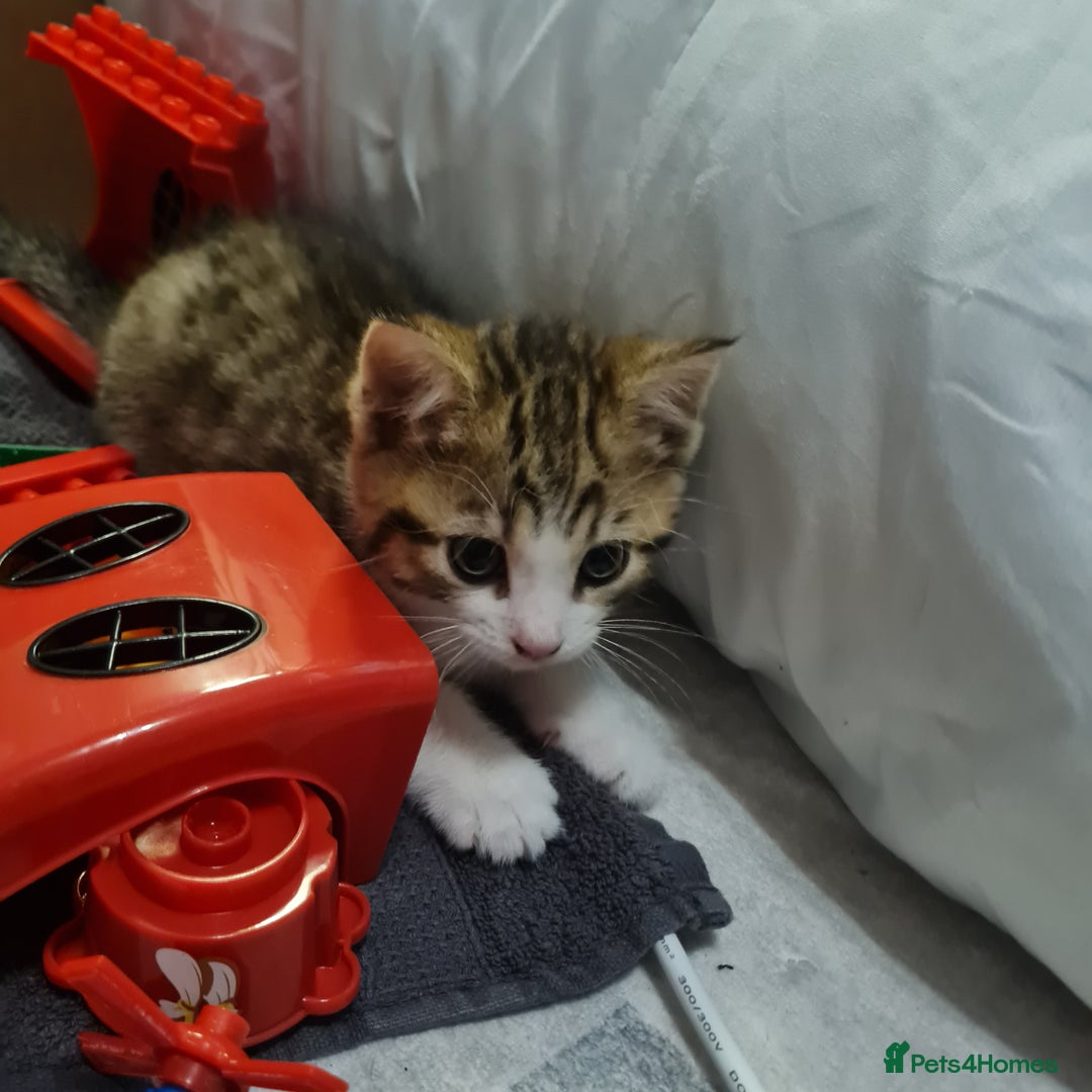 Mixed Breed cats for sale: 2 Beautiful little Boy kittens tabby & black white - Image 26