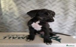Lurcher dogs for sale: Lurcher puppies  - Image 5