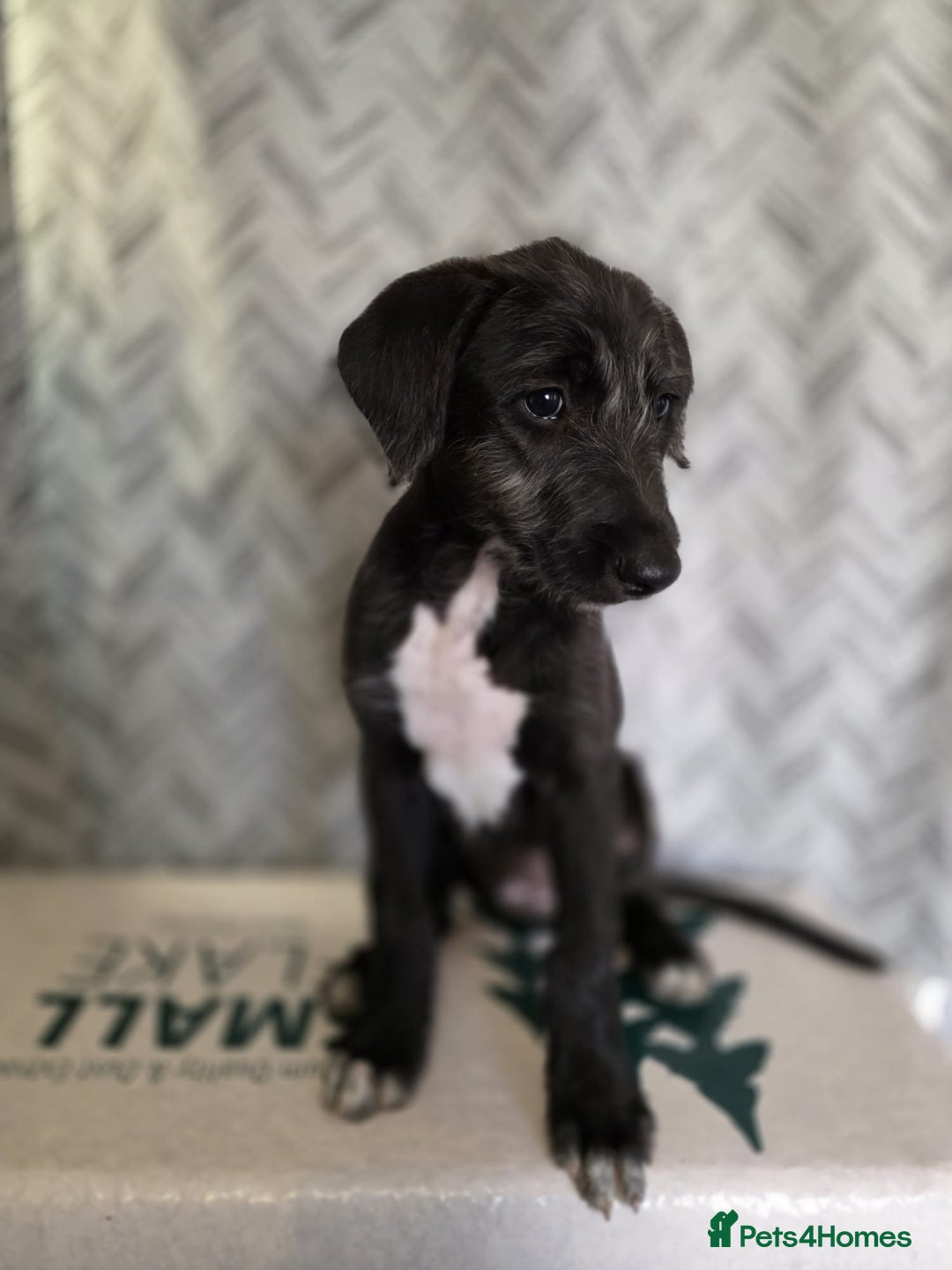 Lurcher dogs for sale: Lurcher puppies  - Image 5
