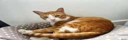 Mixed Breed cats for adoption: Extremely Affectionate Indoor Rescue Louie - Advert 2