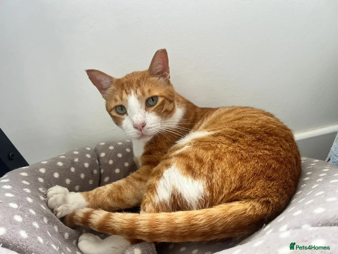 Mixed Breed cats for adoption: Extremely Affectionate Indoor Rescue Louie - Advert 2