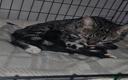 Savannah cats for sale: 🐾Savannah X Domestic Shorthair Cubs - Image 1