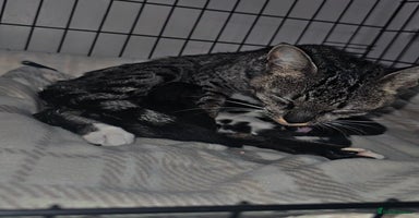 Savannah cats - Advert 3