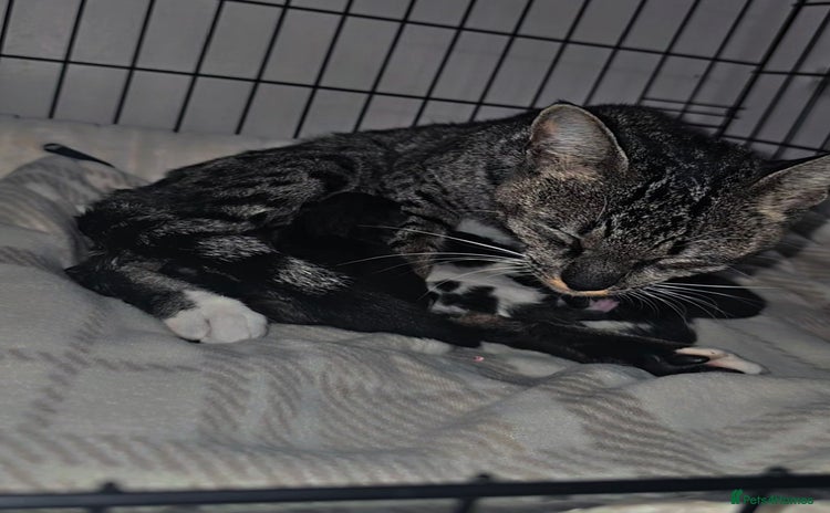 Savannah cats - Advert 2