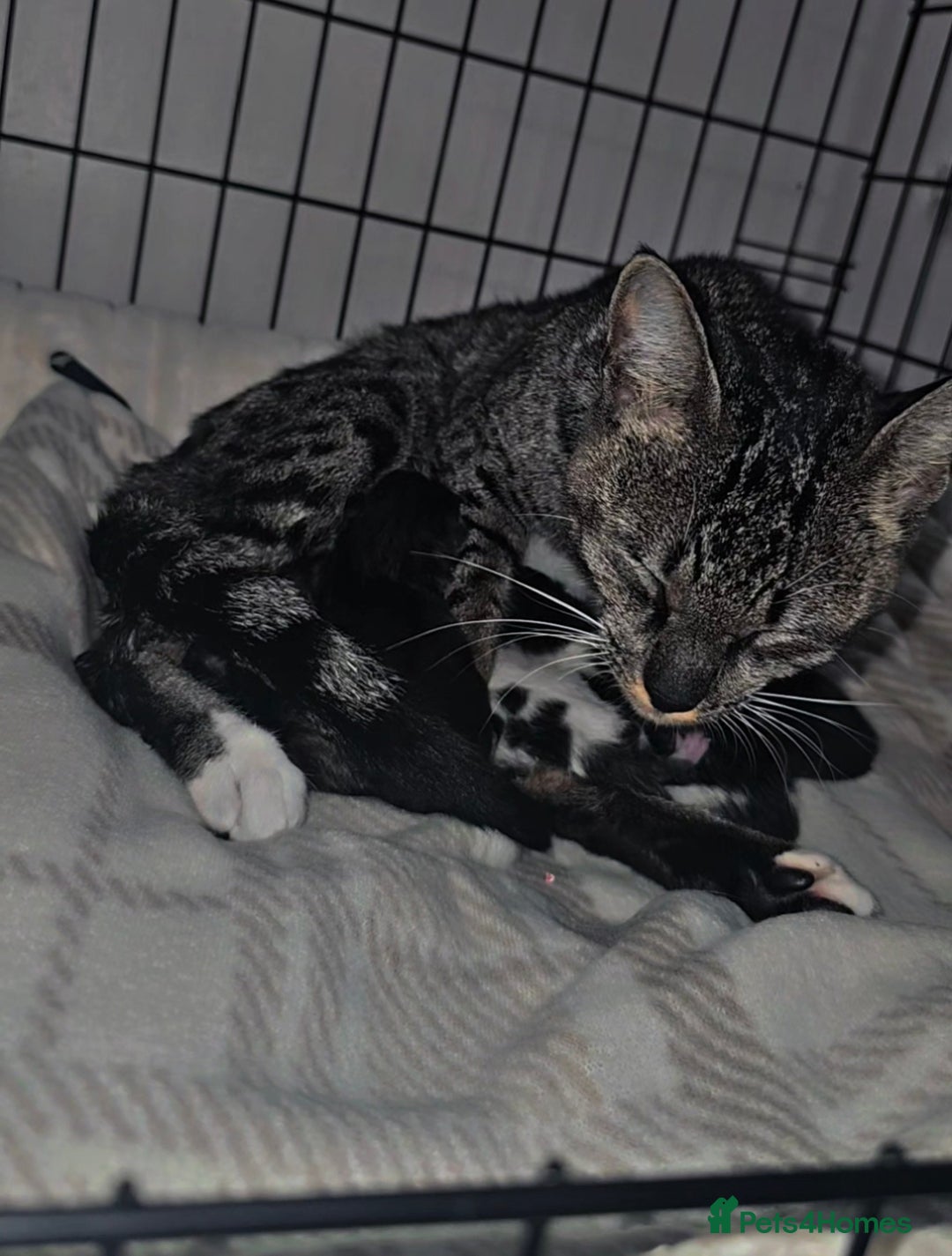 Savannah cats for sale: 🐾Savannah X Domestic Shorthair Cubs - Image 1
