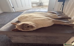 Mixed Breed cats for sale: Reluctant sale of our beautiful boy Casper - Image 4