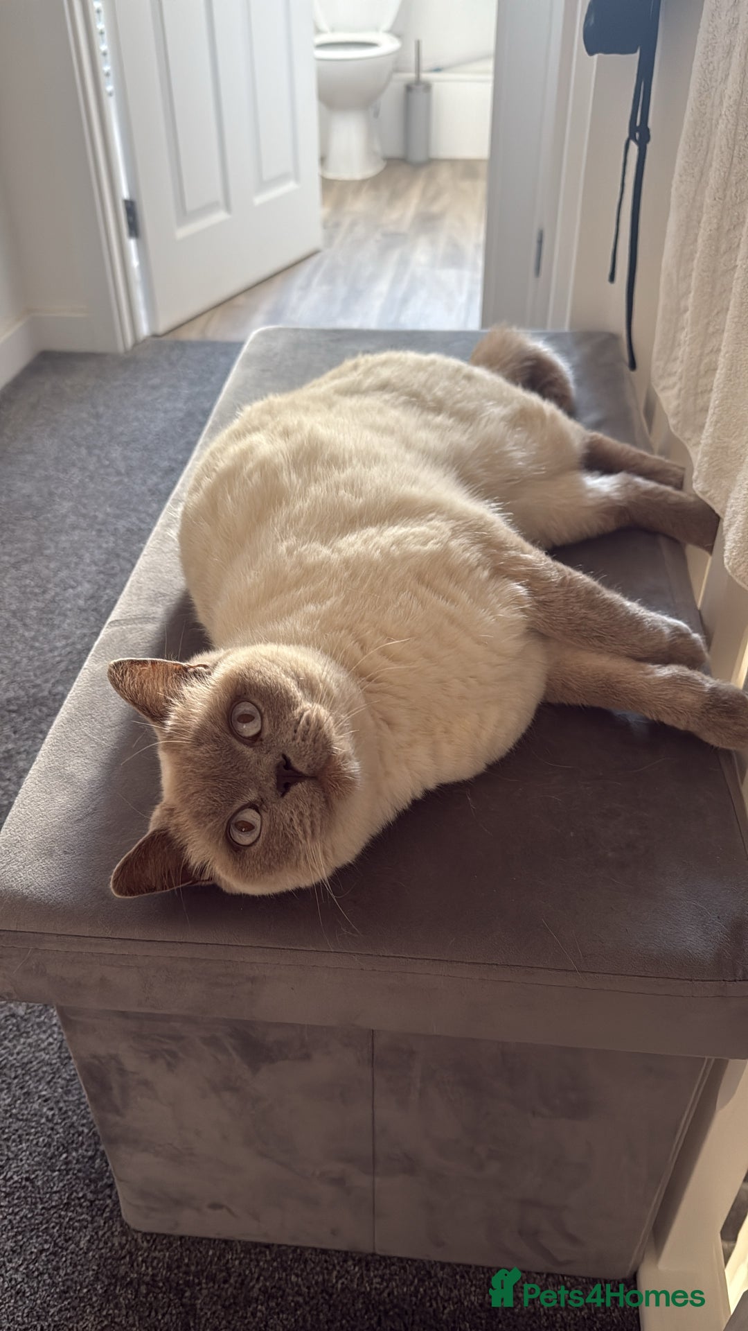 Mixed Breed cats for sale: Reluctant sale of our beautiful boy Casper - Image 4
