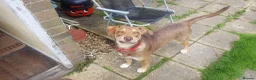 Mixed Breed dogs for adoption: Meet Luca, currently residing in Cheshire  in Nantwich - Advert 13