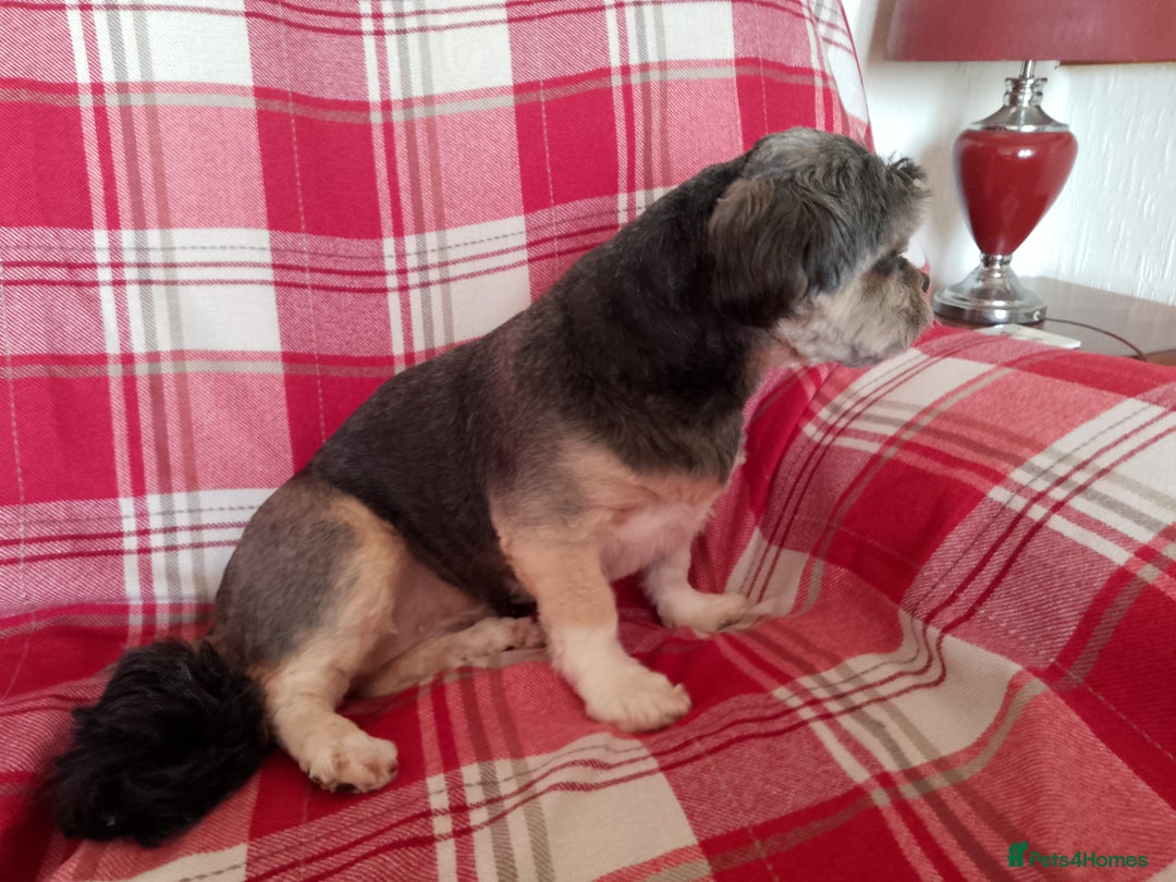 Lhasa Apso dogs for sale: Lhasa Apso 4 year old Bitch - Image 10