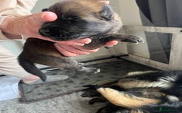 Mixed Breed dogs for sale: Adorable litter of 'shepinois' - Image 11