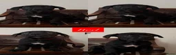 Cane Corso dogs for sale: Cane Corso Puppies - Advert 4