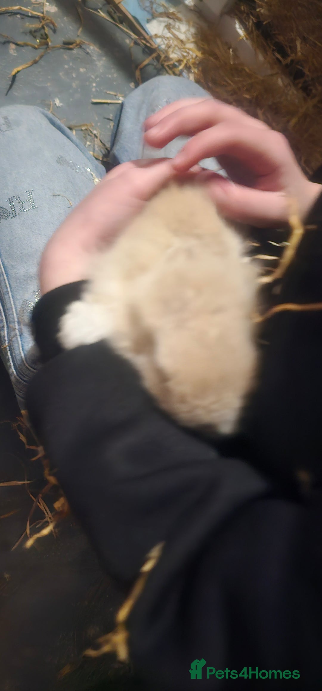 Dwarf Lop rabbits for sale: Baby dwarf rabbit for sale  - Advert 5