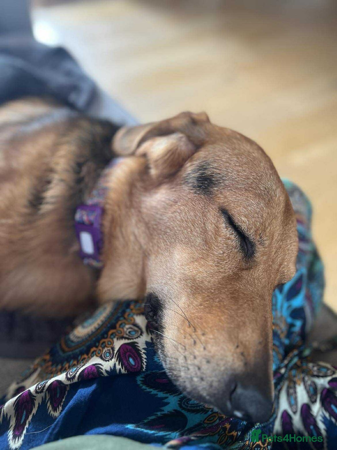 Mixed Breed dogs for adoption: Jeff is looking for the best forever home  - Image 6