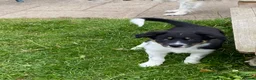 Border Collie dogs for sale: ***1 left***Border Collies Puppies - Advert 5