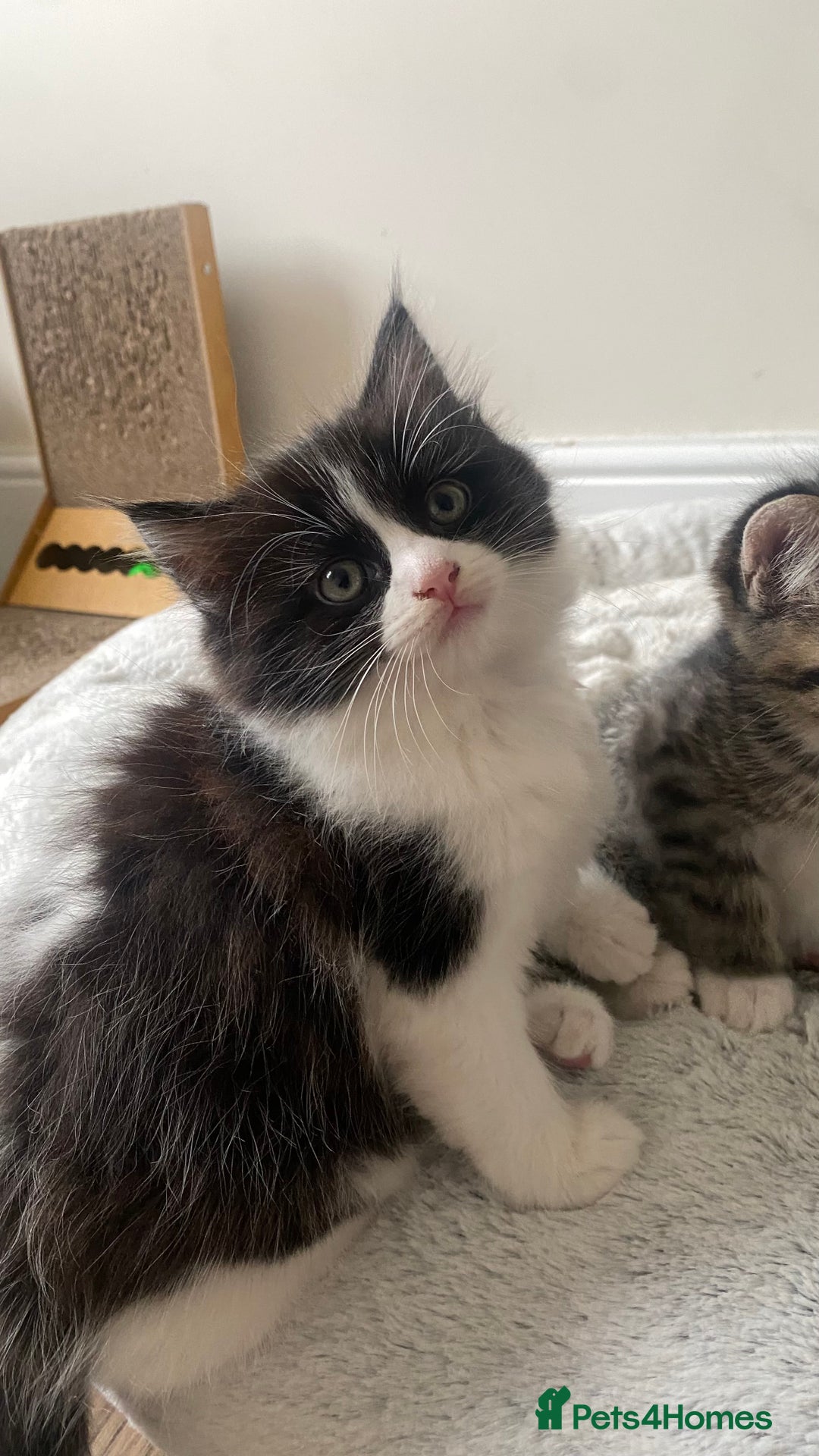 Mixed Breed cats for sale: Kittens for sale Mixed ragdoll 2 brothers  - Advert 14