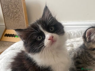 Mixed Breed cats Kittens for sale Mixed ragdoll 2 brothers - Advert 16