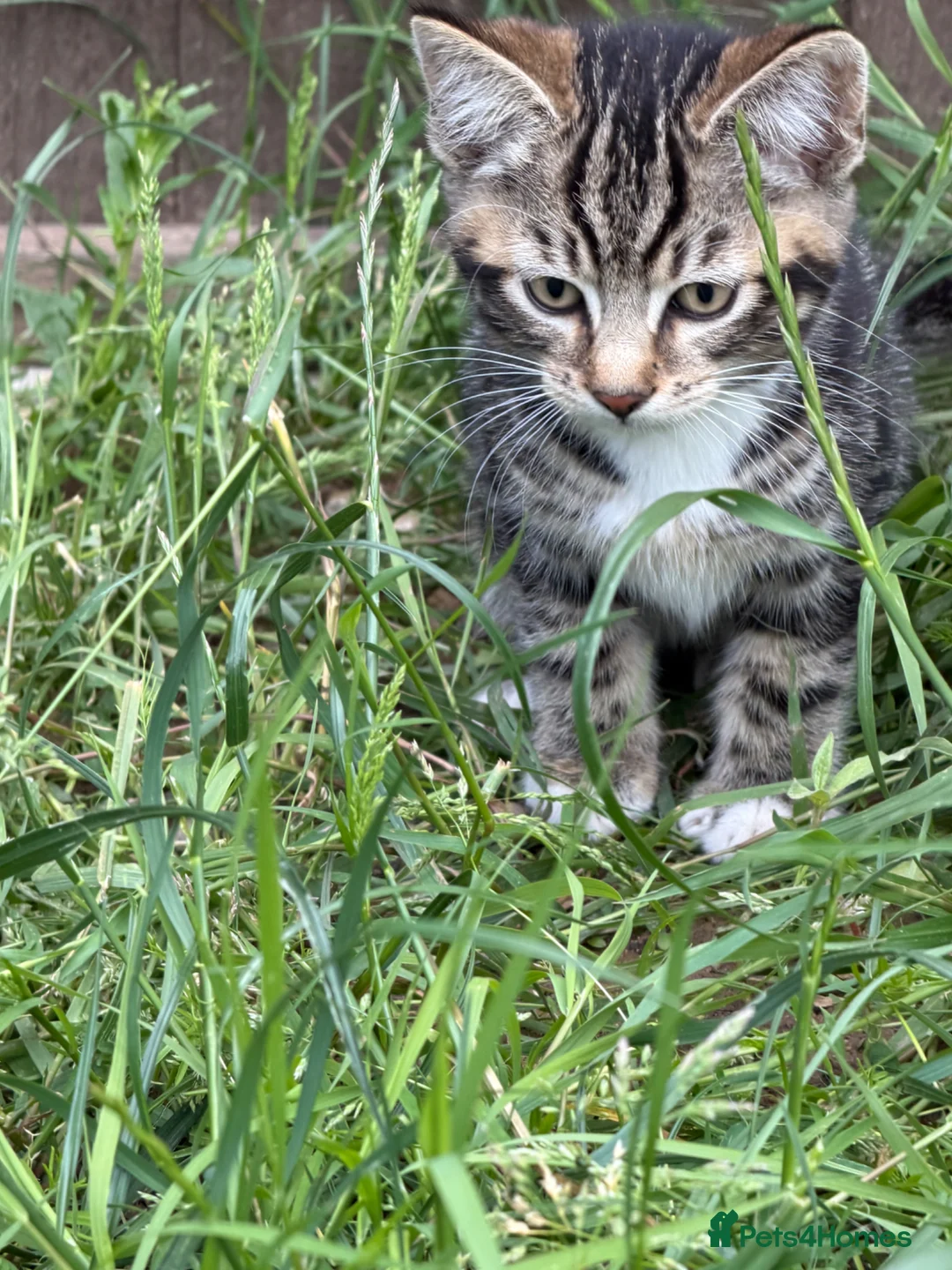 Bengal cats for sale: Bengal Mix Ready! - Advert 2