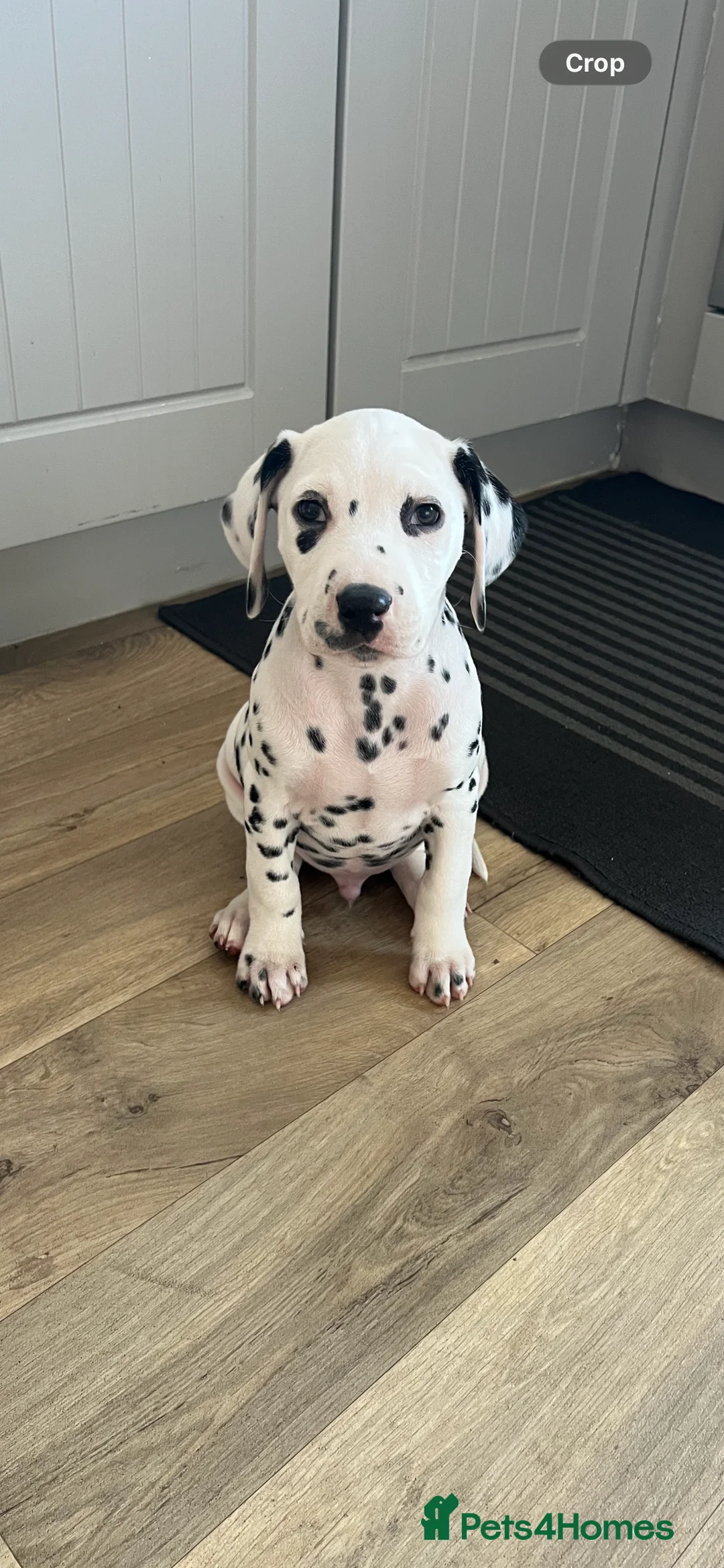 Dalmatian dogs for stud: Dalmatian for STUD  - Advert 13