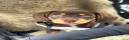 Chiweenie dogs for sale: Chiweenie puppy green eyes - Advert 2