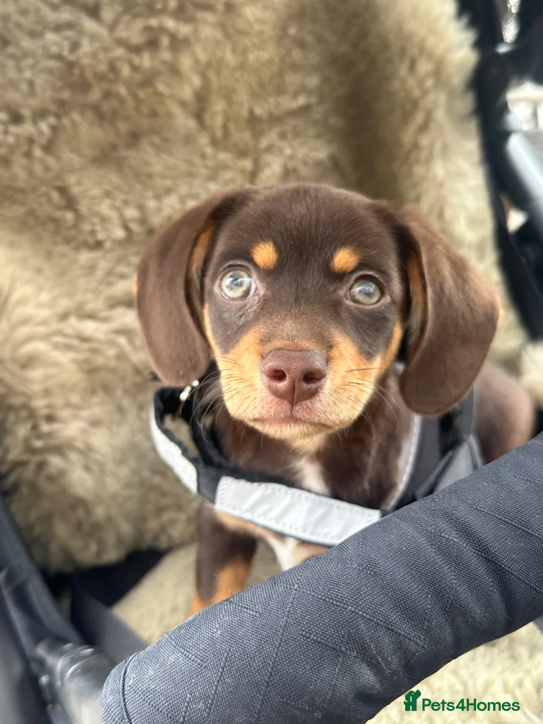 Chiweenie dogs for sale: Chiweenie puppy green eyes - Advert 2