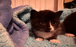 Mixed Breed cats for sale: Tuxedo kitten for sale - Image 7