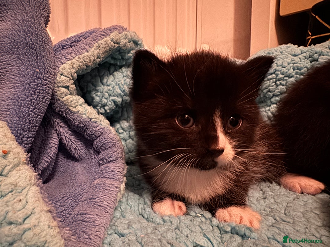 Mixed Breed cats for sale: Tuxedo kitten for sale - Image 7