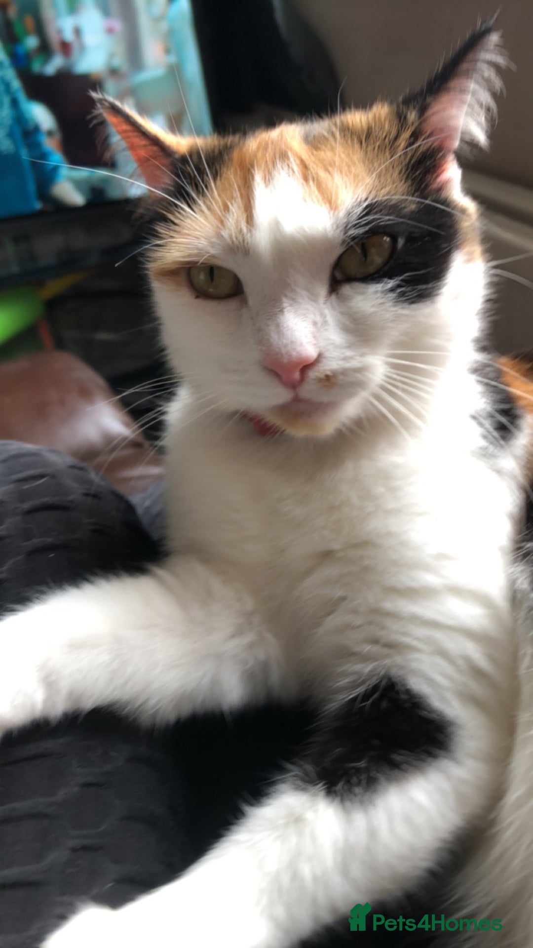 Mixed Breed cats for sale: 2 female cats for adoption  - Image 1