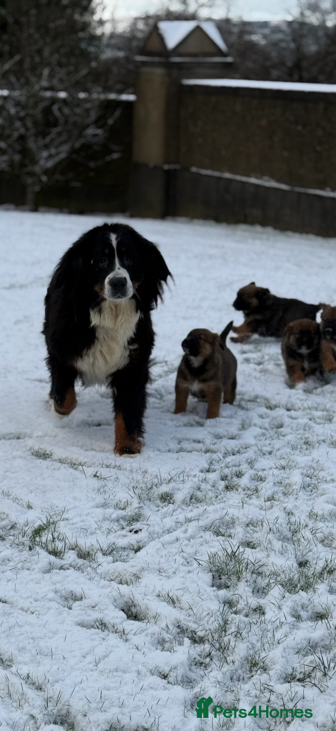 Mixed Breed dogs for sale: Bernese Mountain Dog/German Shepherd  - Advert 3