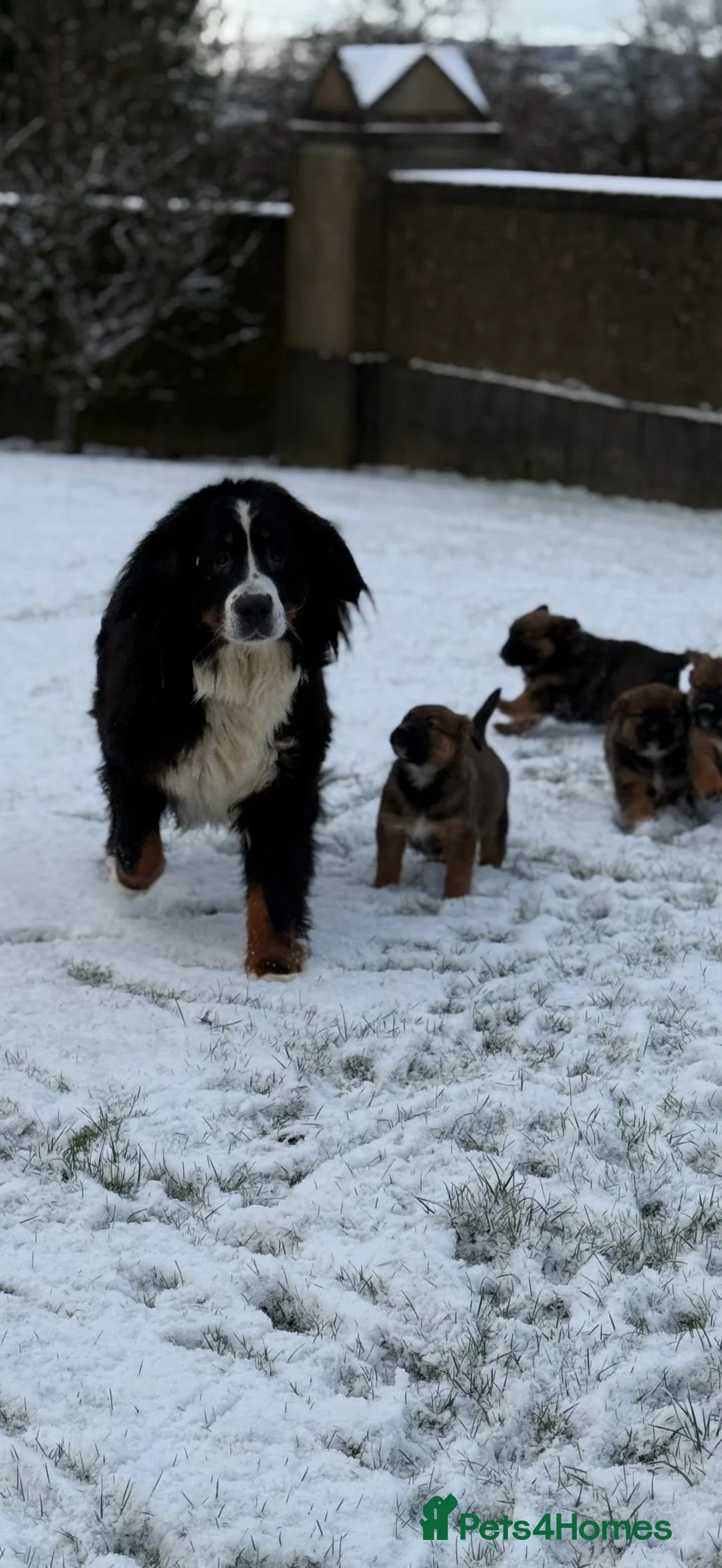 Mixed Breed dogs for sale: Bernese Mountain Dog/German Shepherd  - Advert 4