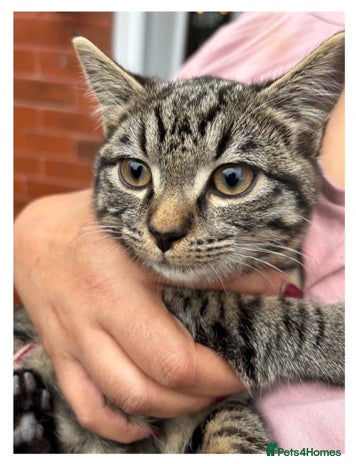 American Shorthair cats - Advert 8