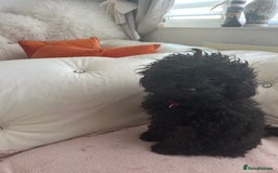 Mixed Breed dogs for sale: Asian toy poodle black boy  - Image 20